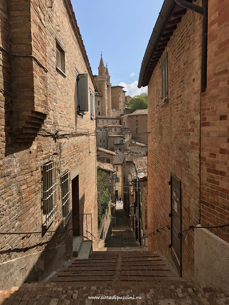 urbino8